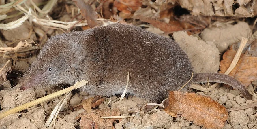 Apa Itu Tikus dan Curut? (Hyun-tae Kim - Wikimedia Commons/CC BY 4.0)
