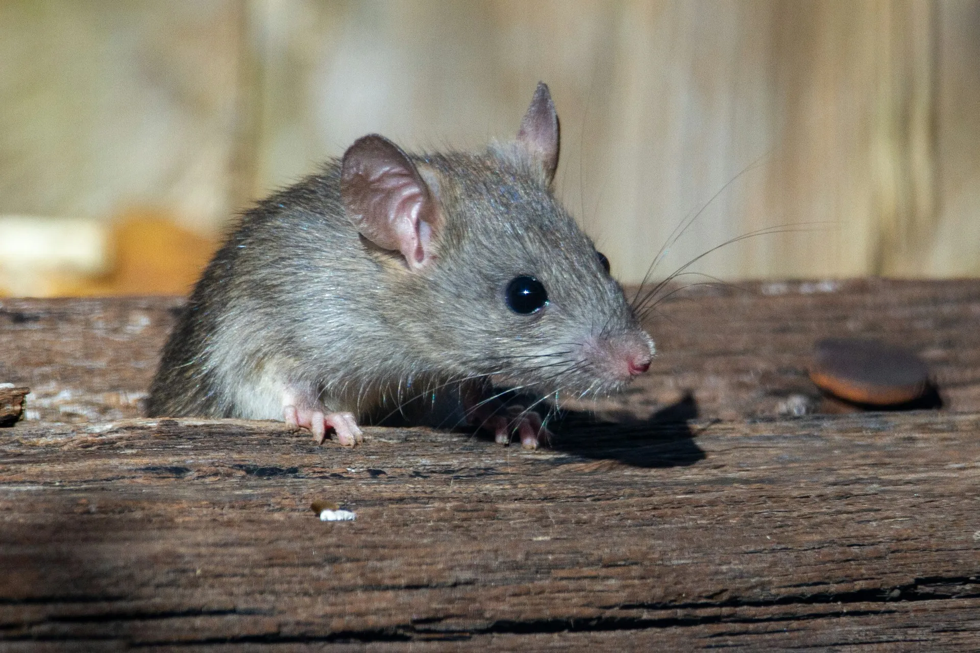 Mana yang Lebih Berbahaya: Tikus atau Curut? (Joshua J. Cotten/Unsplash)