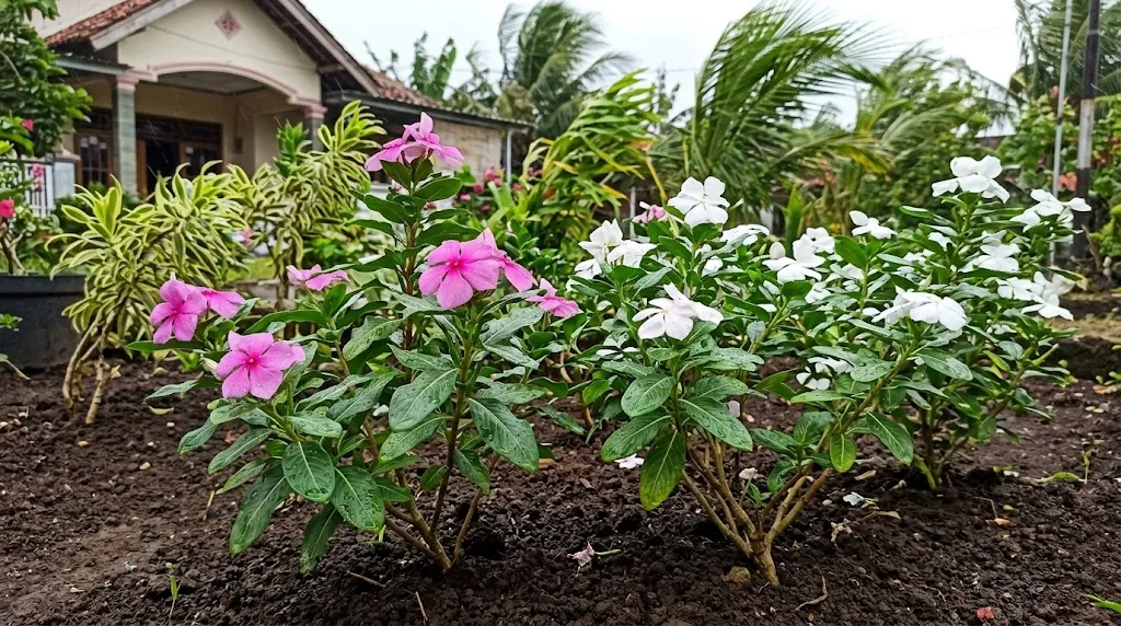 Tapak Dara (Vinca). [AI Generated]