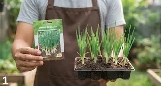 Tips Menanam Daun Bawang agar Bisa Dipotong Berkali-kali/AI Generated