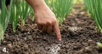 Tips Menanam Daun Bawang agar Bisa Dipotong Berkali-kali/AI Generated