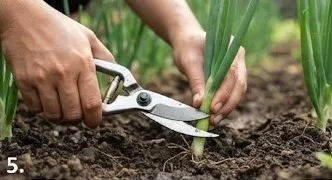 Tips Menanam Daun Bawang agar Bisa Dipotong Berkali-kali/AI Generated