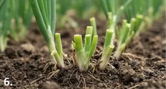 Tips Menanam Daun Bawang agar Bisa Dipotong Berkali-kali/AI Generated