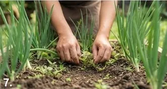Tips Menanam Daun Bawang agar Bisa Dipotong Berkali-kali/AI Generated