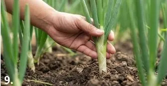 Tips Menanam Daun Bawang agar Bisa Dipotong Berkali-kali/AI Generated