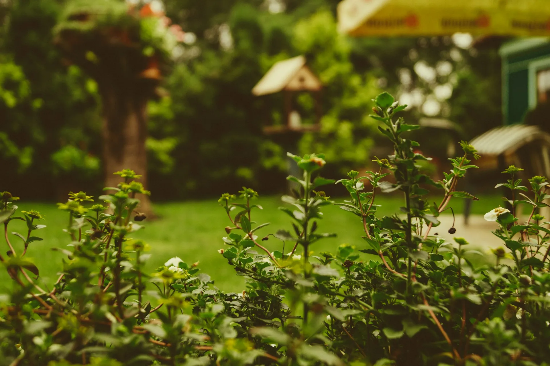 Kesejukan kebun (credit: unsplash)
