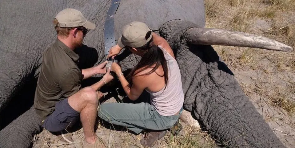 Pangeran Harry dan Meghan Markle di Afrika Selatan ©The Sun