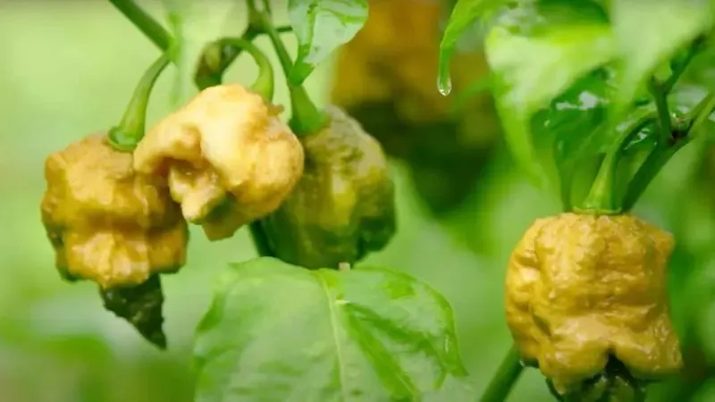 Foto: Pinterest/theguardian