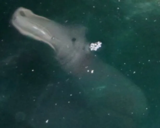 Mirip Buaya Dan Kuda Nil Hewan Ini Bikin Netizen Dunia Heboh