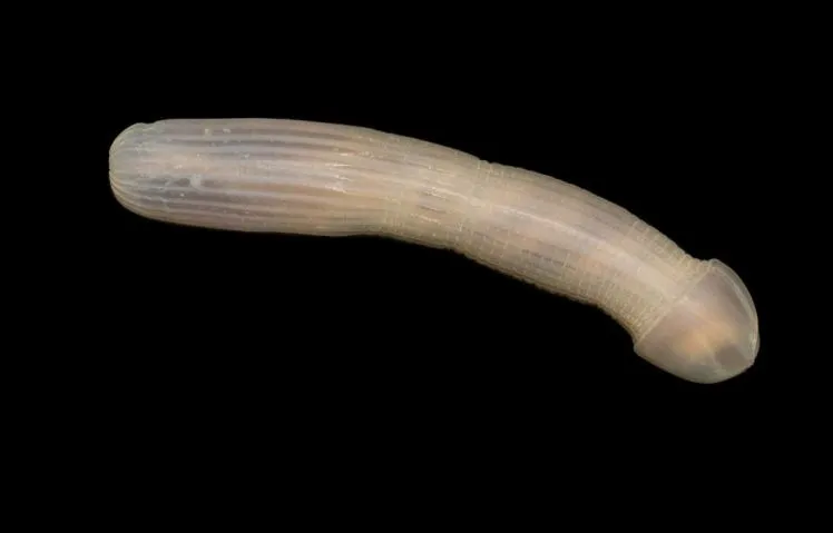 Peanut Worm, makhluk laut dalam yang membuat netizen gagal fokus © Daily Mail
