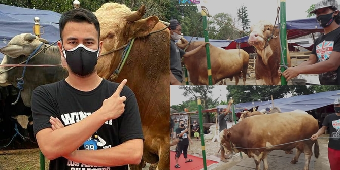 6 Photos of Raffi Ahmad's Qurban Cattle, Total of 10, Some Weighing up to 1.3 Tons - Brought Directly from Wonogiri, Central Java