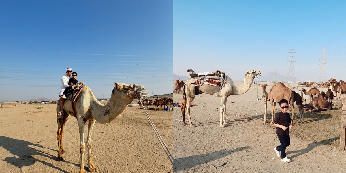 7 Photos of Athar, Citra Kirana's Son, Playing with a Camel, Wanting to Bring It Home to Indonesia - Even Pleading with His Mother