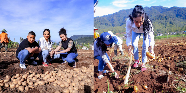 7 Portraits of Krisdayanti Inviting Amora and Kellen to Harvest Potatoes in the Fields of Batu City, Earns Praise from Netizens