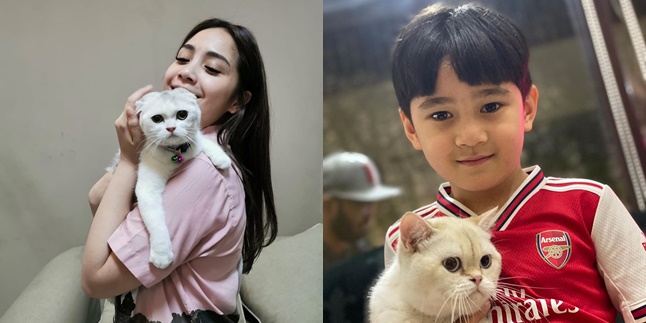 8 Facts about Raffi Ahmad's Expensive Cats, Having Russian and Ukrainian Passports - Resembling Human Faces