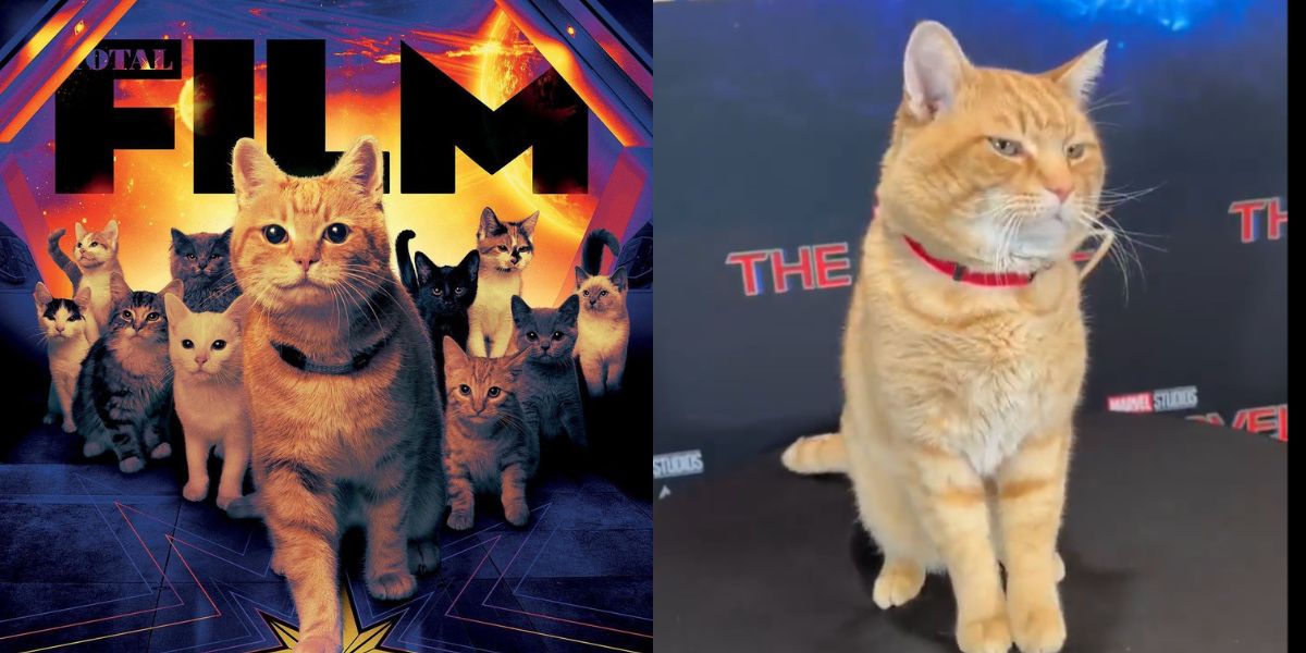 8 Portraits of Goose, the Cat in 'THE MARVELS' Movie that Captivates Fans - Turns Out to be an Orange Cat Species!