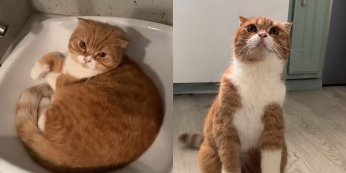 8 Photos of Uya Kuya's Orange Cats Taken for a Walk in America, Netizens: Even Cats Have Passports!