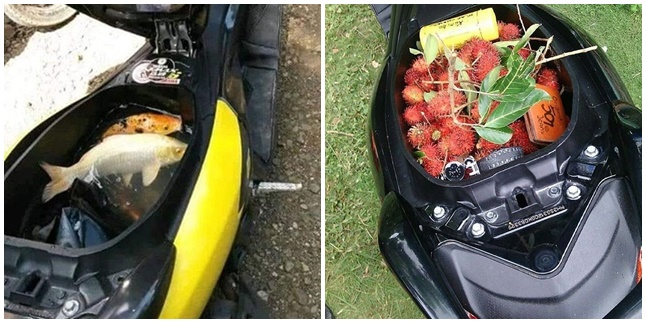 9 Uncommon Items to Put in Motorcycle Luggage, From Fruit Salad to Live Fish!