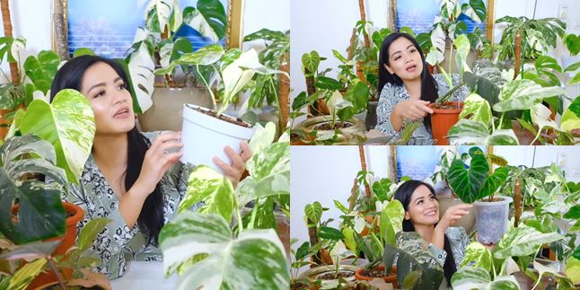 9 Portraits of Titi Kamal's Expensive Ornamental Plant Collection, One Leaf Can Reach Millions of Rupiah