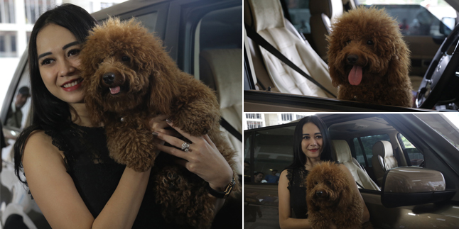  ANJING  LUCU  MILIK AURA KASIH MIRIP BONEKA  DAN BIKIN GEMAS 