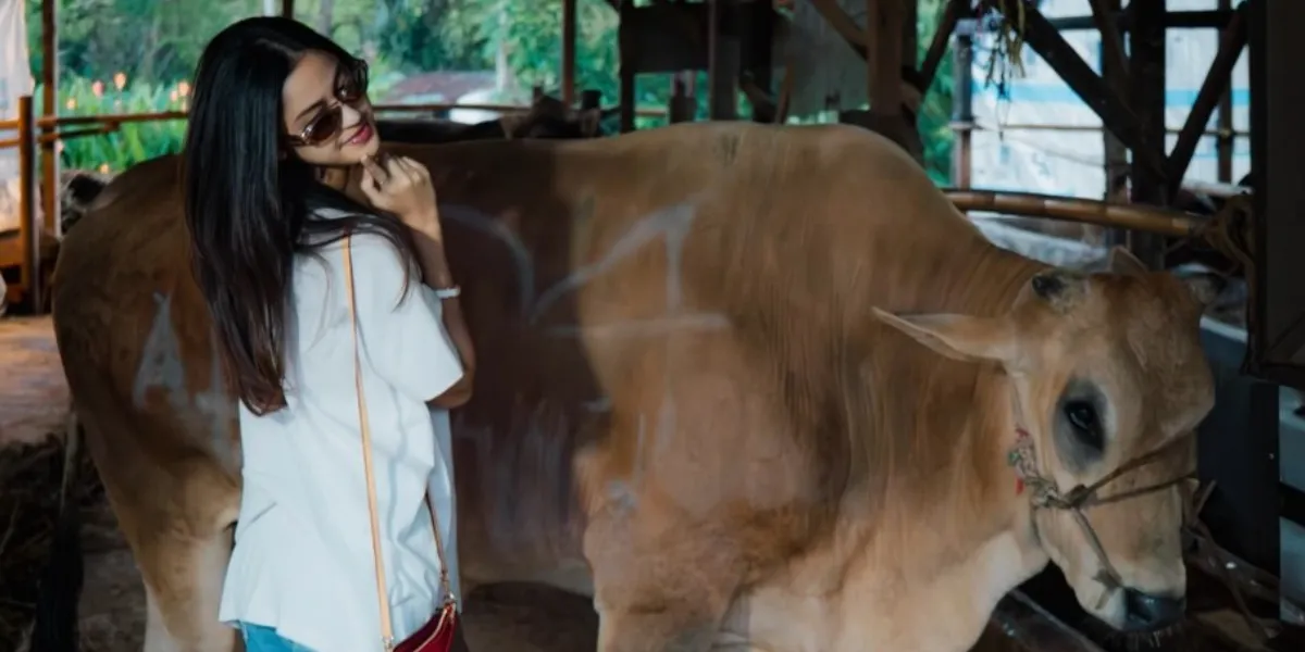 Asila Maisa Sacrifices Her Own, Ramzi Slaughters the Cow