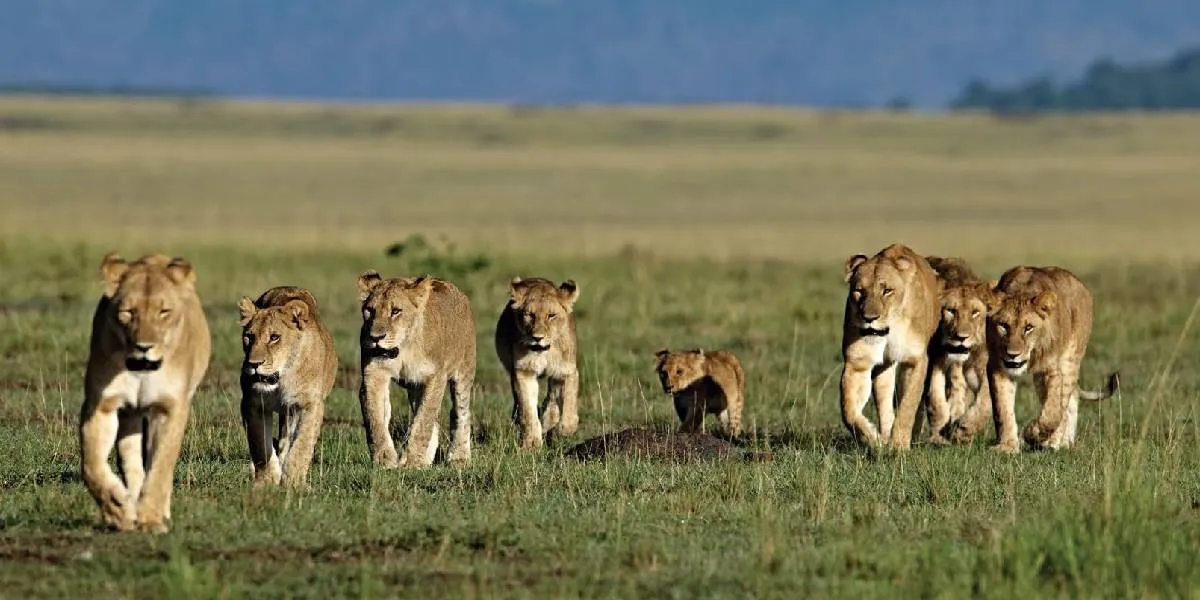 The Most Touching Documentary Films About Wildlife, Featuring an Oscar Winner