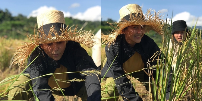 Join the soap opera 'BUKU HARIAN SEORANG ISTRI', Check out 6 Photos of Meriam Bellina's Style while Harvesting Rice in the Rice Field