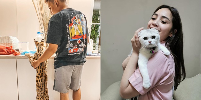 Expensive Price & Special Treatment, Here are 8 Portraits of Expensive Cats Owned by Indonesian Celebrities
