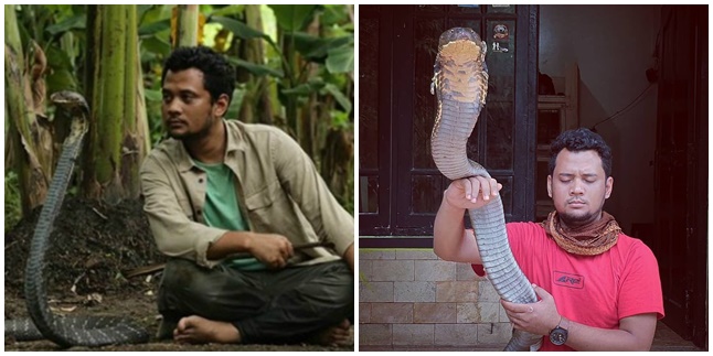 Tense Moment of Panji Petualang's Face Bitten by a King Cobra Snake, His Wife Panicked!