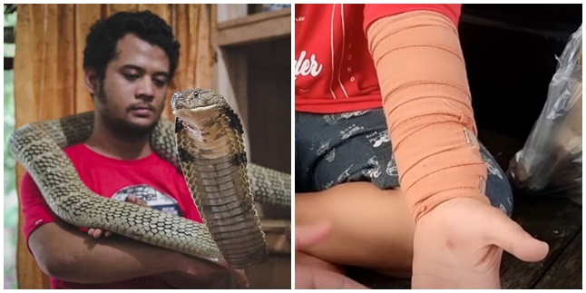 Almost Took His Life! This is the Condition of Panji Petualang's Son who was Bitten by a Cobra Snake, His Hand Blistered & Heartbeat Dropped