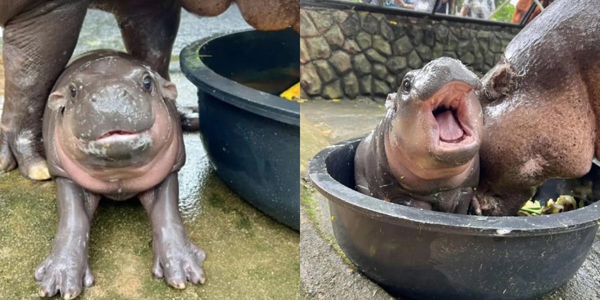 Portrait of Moo Deng, the Adorable Internet Sensation of the Dwarf Hippopotamus from Thailand