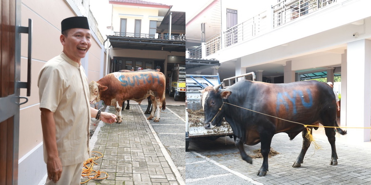 Portrait of Three Limousin Cattle Sacrificed by Ayu Ting Ting's Family on Eid al-Adha, Choosing the Premium One