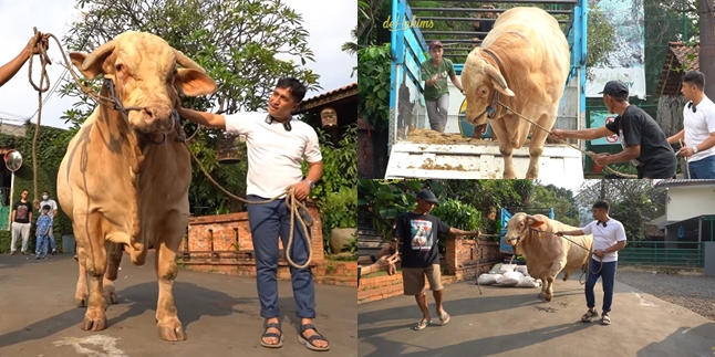 Portrait of Wisanggeni, the Heaviest Cow in Indonesia Now Owned by Irfan Hakim, Weighing 1.3 Tons and Worth Hundreds of Millions