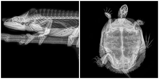 A Series of Photos of These X-Ray Animals Reveal Unique Things!