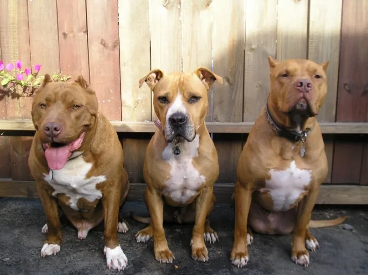 Anjing Pit Bull merupakan persilangan Bull Dog dan Terrier © VCR Pitbull