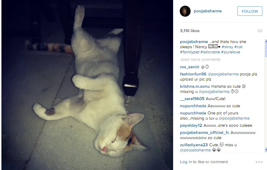 Ini dia sosok Nancy, kucing Pooja yang menggemaskan © Instagram.com/poojabsharma