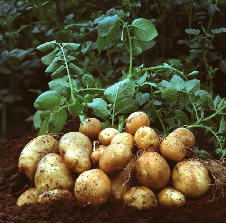 Types of Potatoes. (photo: Pinterest/Nonna Box).