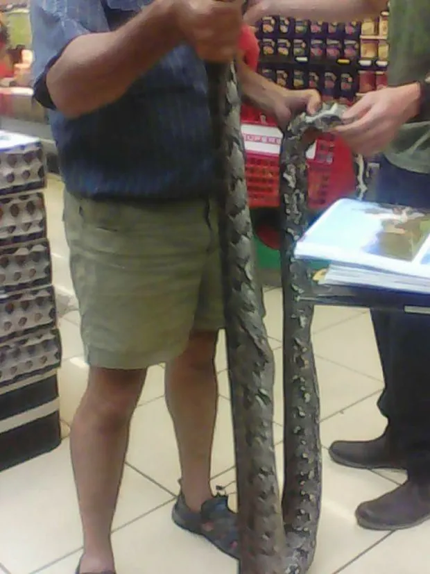 Usai dikeluarkan ular ini tidak dibunuh melainkan dilepaskan di alam liar © metro.co.uk