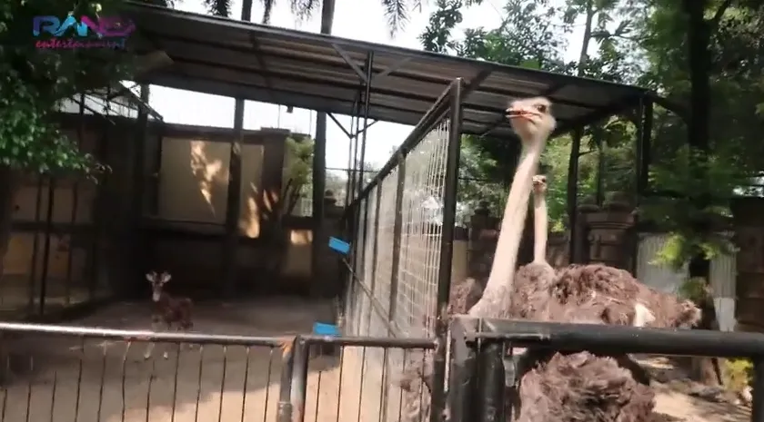 Keluarga Alshad punya penangkaran hewan di rumah mereka ©youtube/ransenterntainment