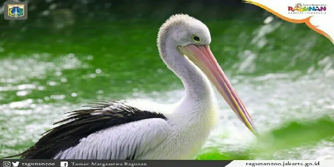 Instagram.com/KebunBinatangRagunan Diambil pada 9 Juli 2019