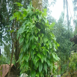 The Secret Benefits of Cincau Leaves for Relieving Stomach Acid: Check Out How to Process It!