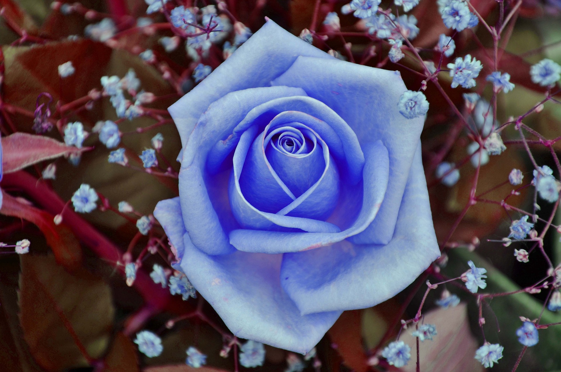 8 Jenis Bunga Mawar Paling Indah, Jadi Inspirasi Tanaman Hias Plus