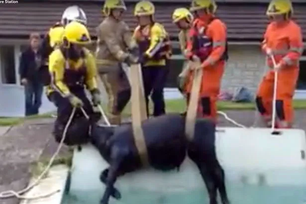 Anak sapi saat diselamatkan oleh Tim SAR.