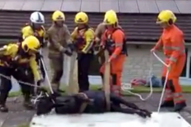 Keluarga Bigge khawatir keselamat sapi yang tercebur di kolam renang mereka.