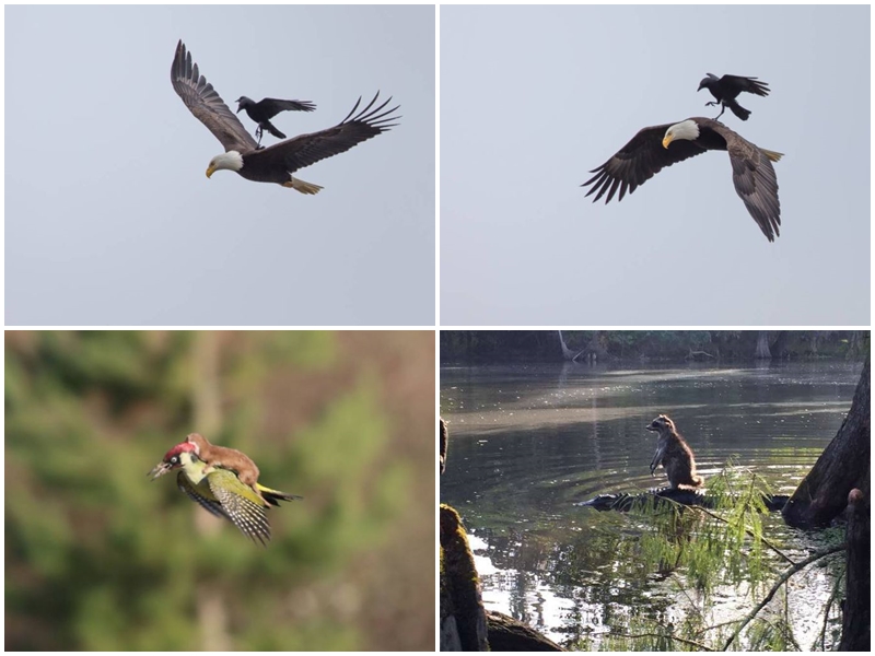 hewan aneh lucu Lucu Burung Gagak Ini Bisa Tunggangi Elang Yang Terbang 