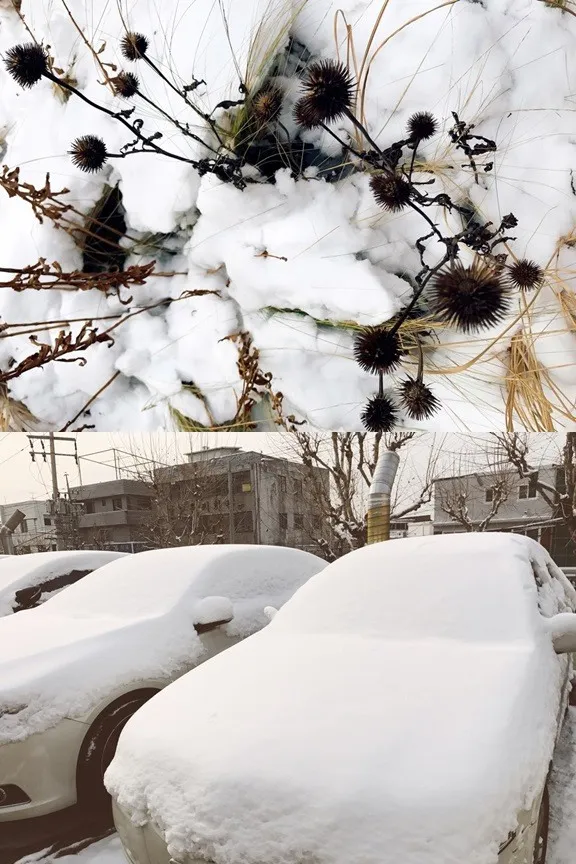 Salju yang turun di Korea, Jumat (20/1) pagi © The Korea Herald