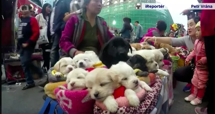 Seorang pedagang China menjual anak anjing yang didandani seperti boneka © World of Buzz