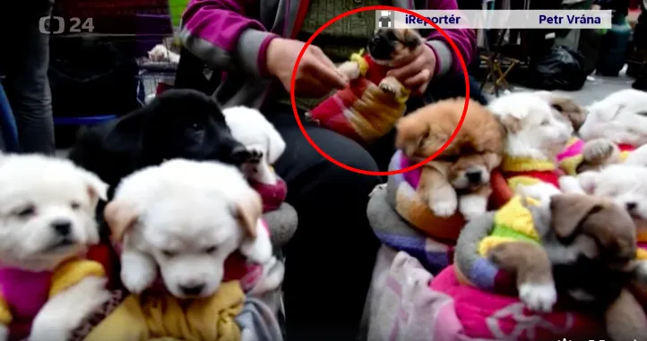 Netizen mengutuk tindakan pedagang yang menjajakan anak anjing seperti mainan tersebut © World of Buzz