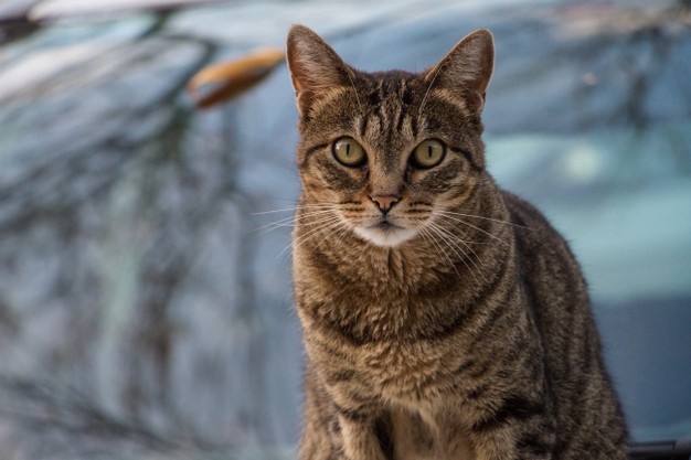 Kucing bertina nama 1987 Ide