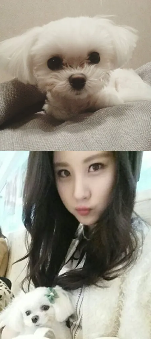 Sosok Dubu, anjing kesayangan Seohyun yang baru saja meninggal. ©instagram/seojuhyun_s