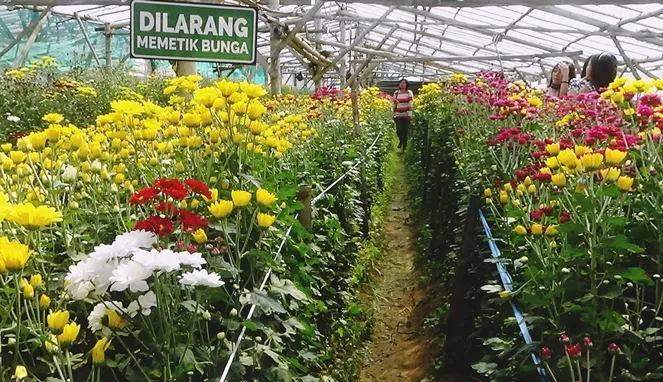 travelingyuk.com/SetyaAjiFlowerFarm, Diambil 5 Juli 2019